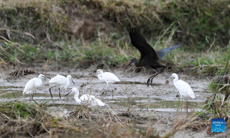 A glossy ibis (2nd R) is spotted in Panshan Village of Xinzhou Town, Danzhou City, south China's Hainan Province, Dec. 8, 2021. The glossy ibis, a close relative of the endangered crested ibis, is currently under China's top level of state protection. (Photo: Xinhua)