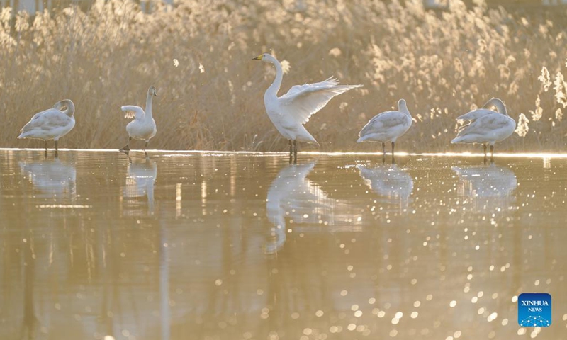 Swans are pictured on the Qingshui river in Miyun District of Beijing, capital of China, Dec. 7, 2021.(Photo: Xinhua)