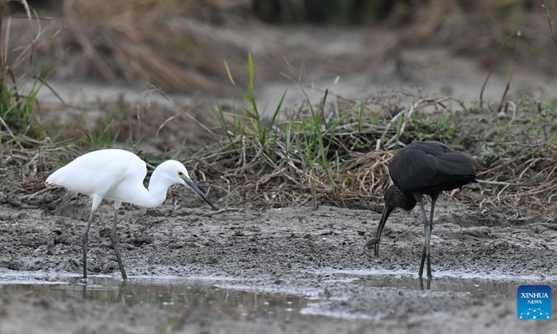 A glossy ibis (R) is spotted in Panshan Village of Xinzhou Town, Danzhou City, south China's Hainan Province, Dec. 8, 2021. The glossy ibis, a close relative of the endangered crested ibis, is currently under China's top level of state protection. (Photo: Xinhua)