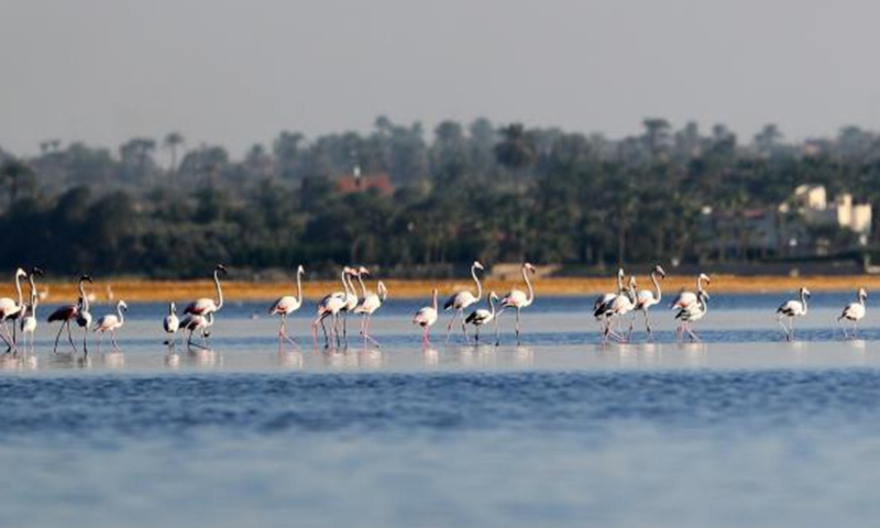 Photo taken on Dec. 10, 2021 shows flamingos at Qarun Lake in Fayoum province, Egypt. Large numbers of flamingos fly to the lake to overwinter.Photo:Xinhua