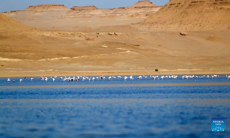 Photo taken on Dec. 10, 2021 shows flamingos at Qarun Lake in Fayoum province, Egypt. Large numbers of flamingos fly to the lake to overwinter.Photo:Xinhua