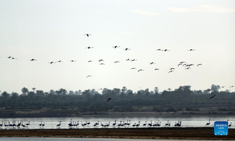 Photo taken on Dec. 10, 2021 shows flamingos at Qarun Lake in Fayoum province, Egypt. Large numbers of flamingos fly to the lake to overwinter.Photo:Xinhua