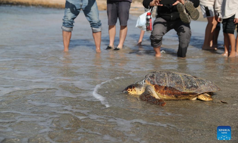 People watch and take photos as sea turtles are released into the sea on HaBonim Beach near the city of Haifa in northern Israel on December 10, 2021. The sea turtles that were injured in fishing incidents earlier this year were released into the sea on Friday by the Israeli sea turtle rescue center after their treatment and full recovery.Photo: Xinhua