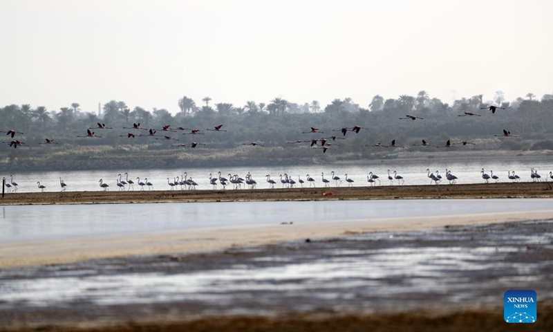 Photo taken on Dec. 10, 2021 shows flamingos at Qarun Lake in Fayoum province, Egypt. Large numbers of flamingos fly to the lake to overwinter.Photo:Xinhua