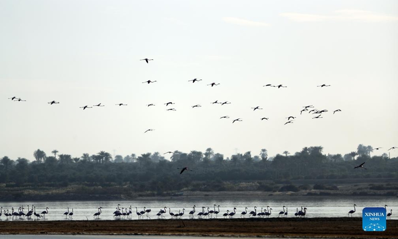 Photo taken on Dec. 10, 2021 shows flamingos at Qarun Lake in Fayoum province, Egypt. Large numbers of flamingos fly to the lake to overwinter. Photo:Xinhua