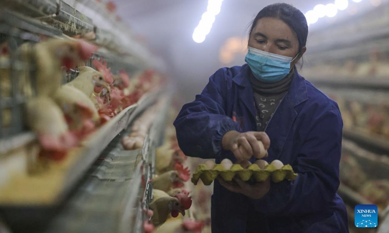 An employee picks eggs at a poultry breeding base in an industrial park in Shache County of Kashgar, northwest China's Xinjiang Uygur Autonomous Region, Dec. 12, 2021. Located in the southwestern edge of the Taklimakan Desert, Shache County has suffered from many obstacles brought by the vast desert to the economic development. In 2021, Shache County constructed an agricultural industrial park by taking advantage of the sunlight resources of the vast barren land.(Photo: Xinhua)