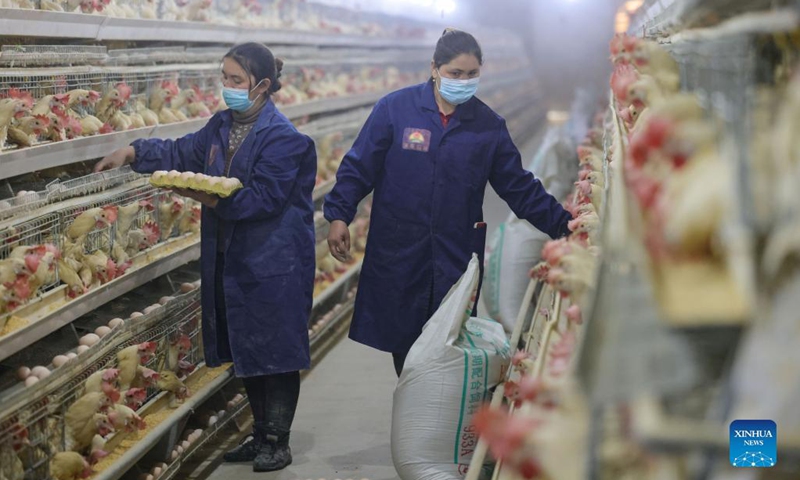 Employees work at a poultry breeding base in an industrial park in Shache County of Kashgar, northwest China's Xinjiang Uygur Autonomous Region, Dec. 12, 2021. Located in the southwestern edge of the Taklimakan Desert, Shache County has suffered from many obstacles brought by the vast desert to the economic development.(Photo: Xinhua)