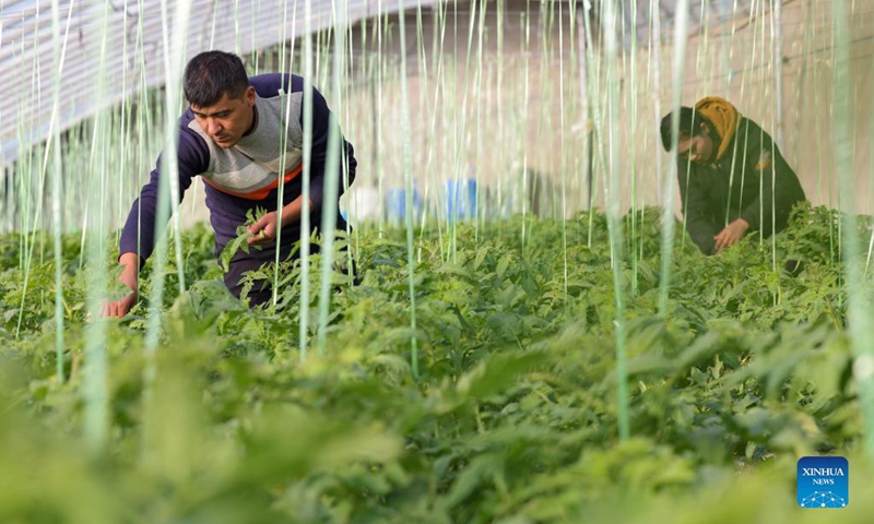Villagers work at a greenhouse in an industrial park in Shache County of Kashgar, northwest China's Xinjiang Uygur Autonomous Region, Dec. 12, 2021. Located in the southwestern edge of the Taklimakan Desert, Shache County has suffered from many obstacles brought by the vast desert to the economic development.(Photo: Xinhua)