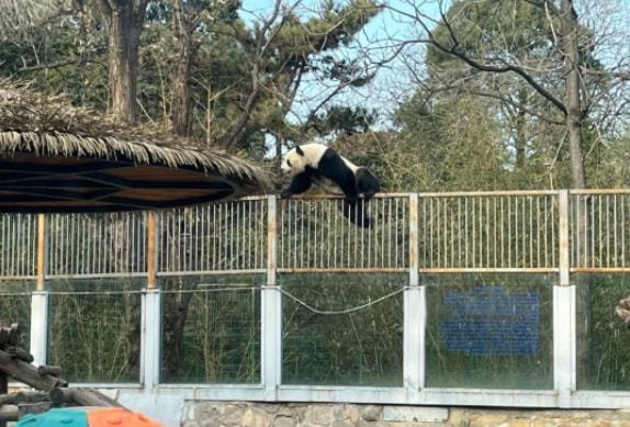 Photo: Screenshot from Sina Weibo