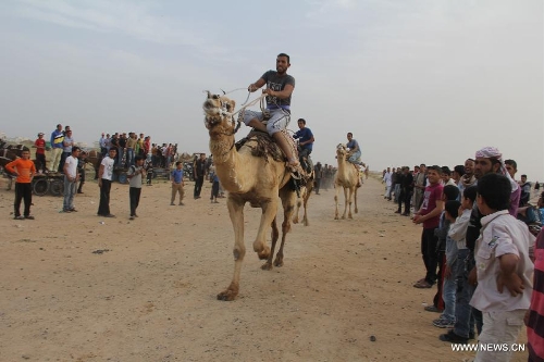 Rafah Camel Festival marked in Gaza - Global Times