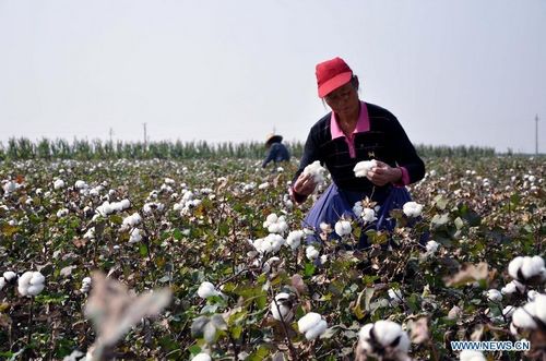 Cotton harvest in China's Shanxi Province - Global Times