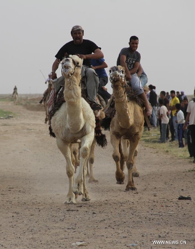 Rafah Camel Festival marked in Gaza - Global Times