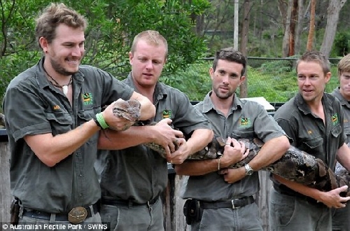Python Battalion OMG! Python needs 8 people to carry - Global Times