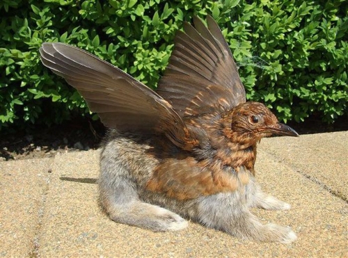 weird stuffed animals