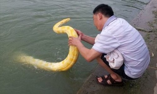 Letting the python out for a swim - Global Times