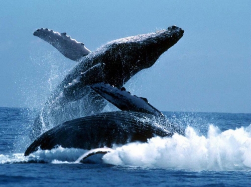 shocking moments when humpback whales jump out of sea
