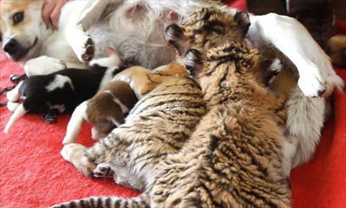 Mother dog nurses tiger cubs at Hangzhou zoo - Global Times