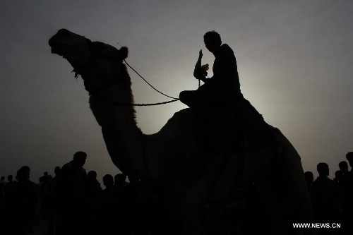 Rafah Camel Festival marked in Gaza - Global Times