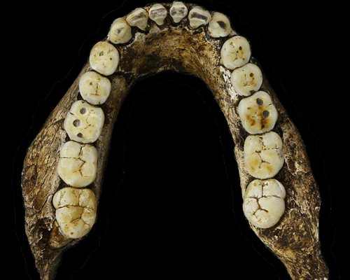 Nakapithecus Founding fathers - Global Times