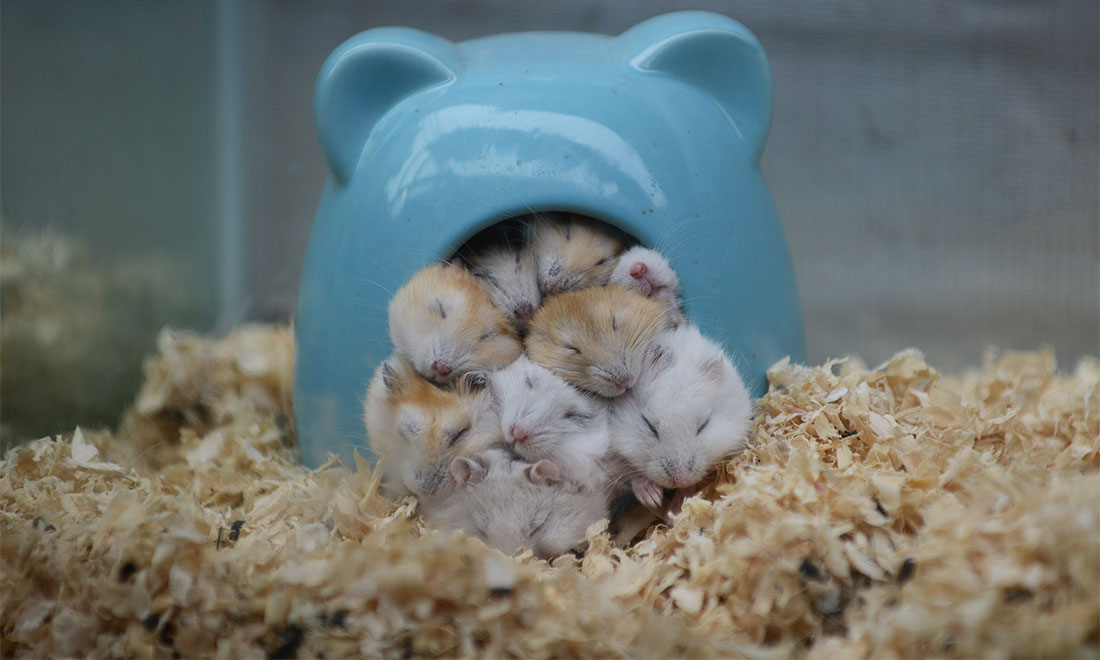 A dozen hamsters sleep by huddling together to keep warm in a pet store of Jiaxing, East China’s Zhejiang Province on January 12, 2015.