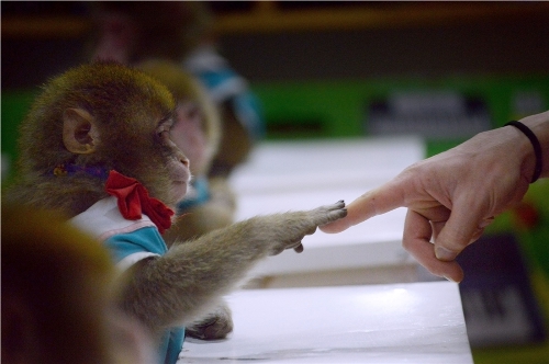 Monkeys trained for their special year - Global Times