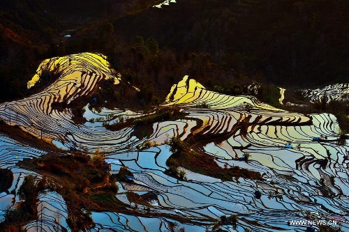Rice terrace scenery in southwest China's Yunnan - Global Times