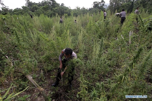 Indonesian police destroys 189 hectares of marijuana fields in Aceh ...