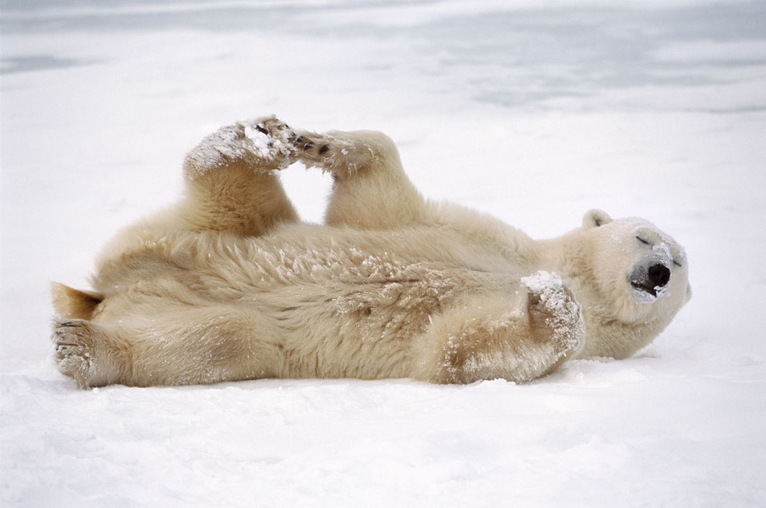 Strike a pose, cuties! - Global Times