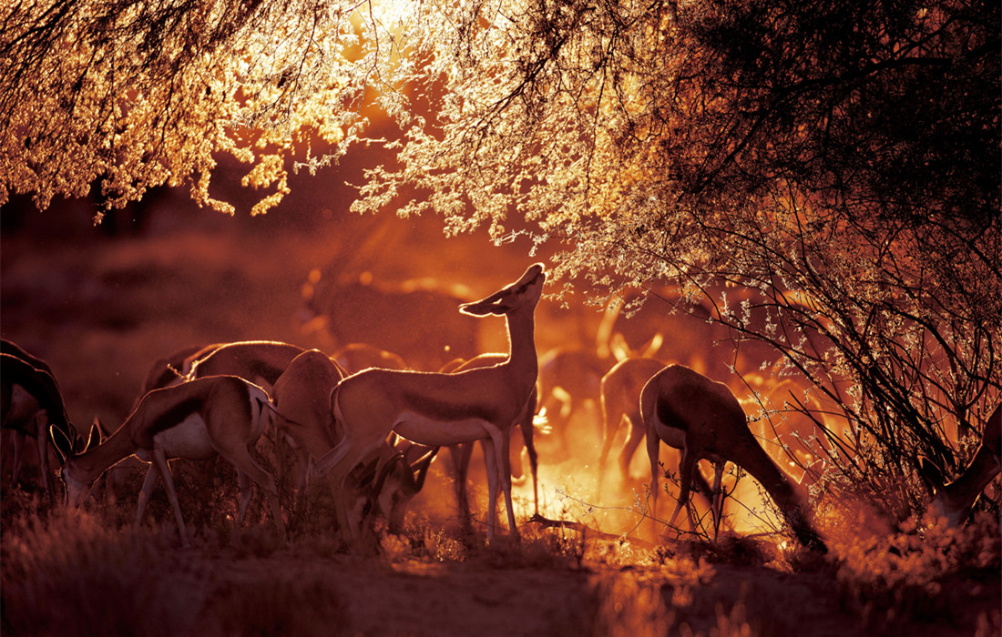 Stunning shots capture sunset silhouettes of animals across the African