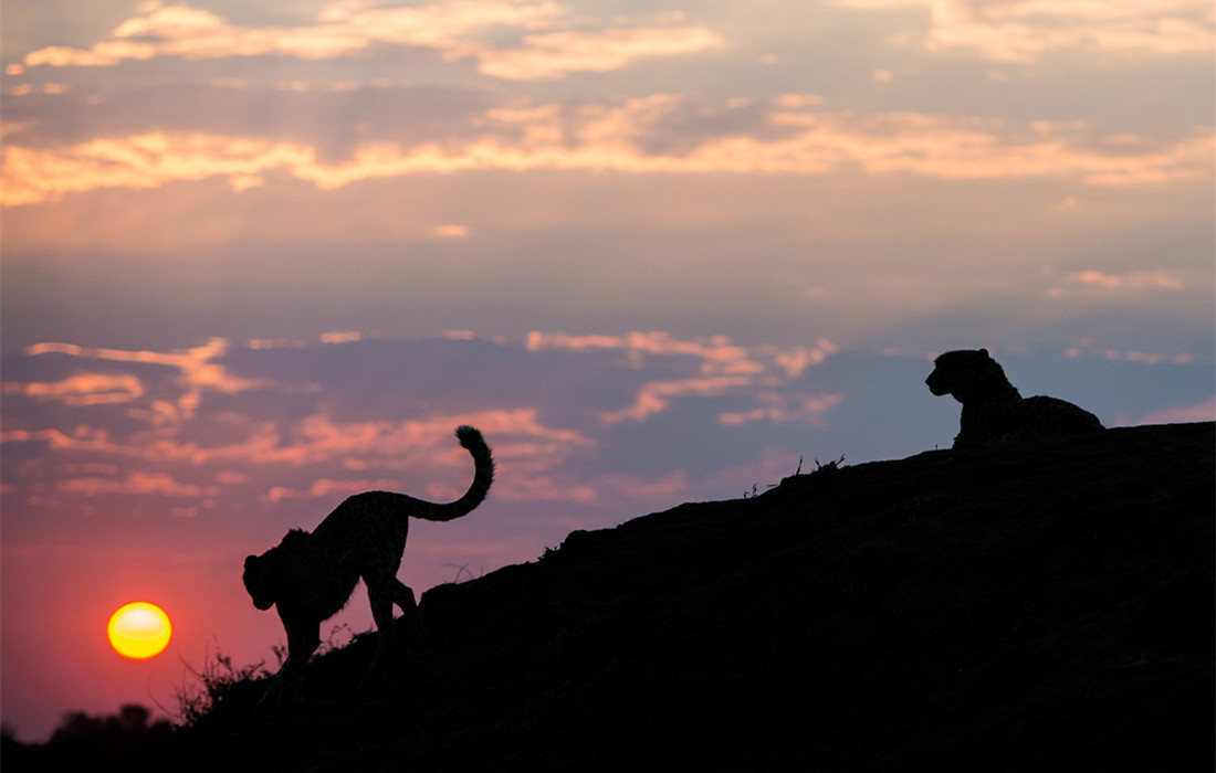 Stunning shots capture sunset silhouettes of animals across the African