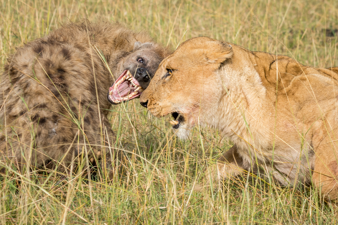 Lion vs hyena: Old rivals fight in Kenya’s wilds - Global Times