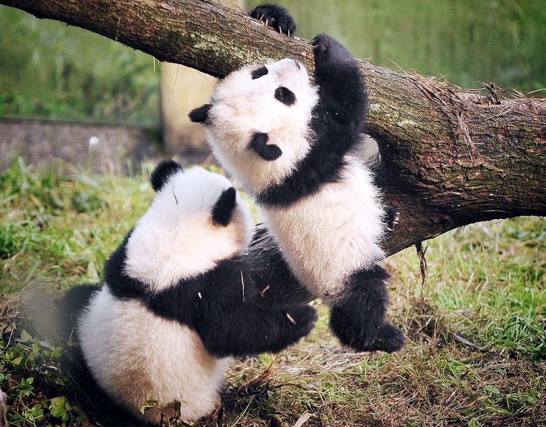 Great panda. Панда лежит. Панда спряталась. Японская Панда. Панда дурачится.