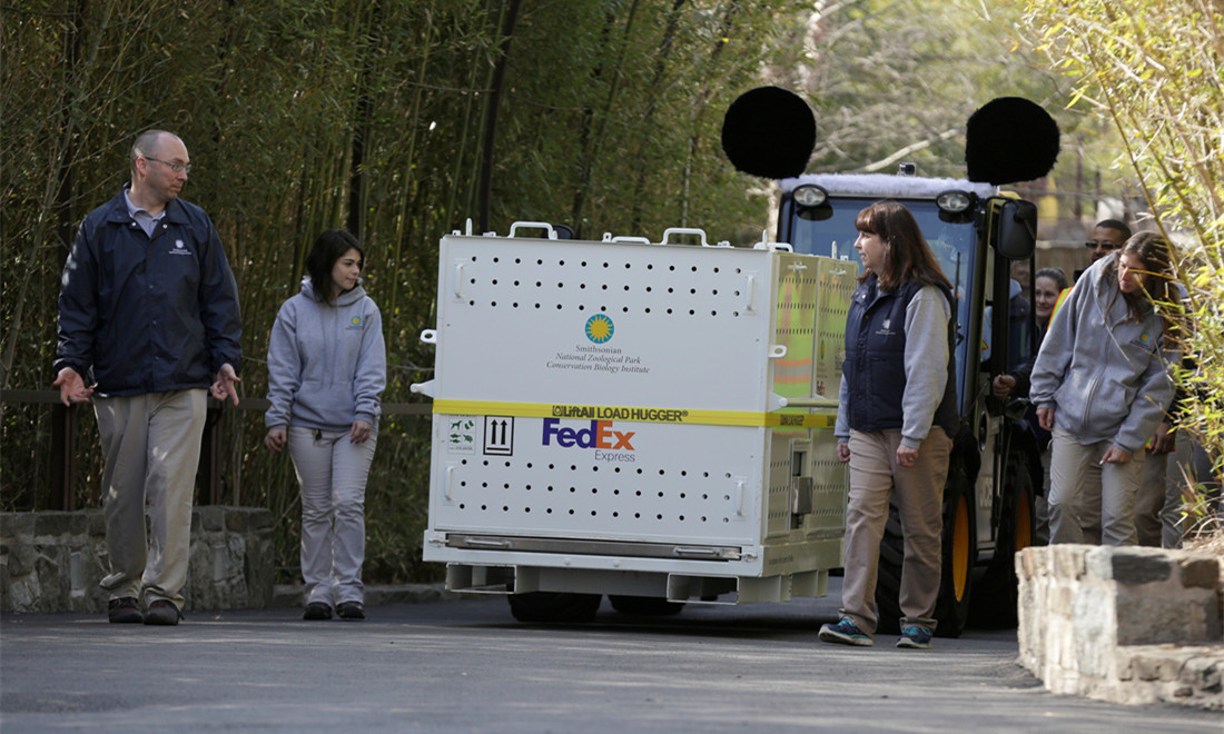 Precious panda cargo en route to China Global Times