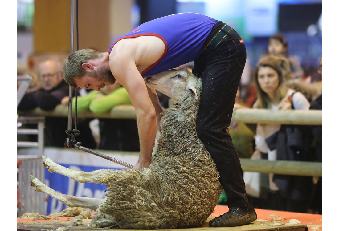 Cutting it in the world of sheep shearing Global Times