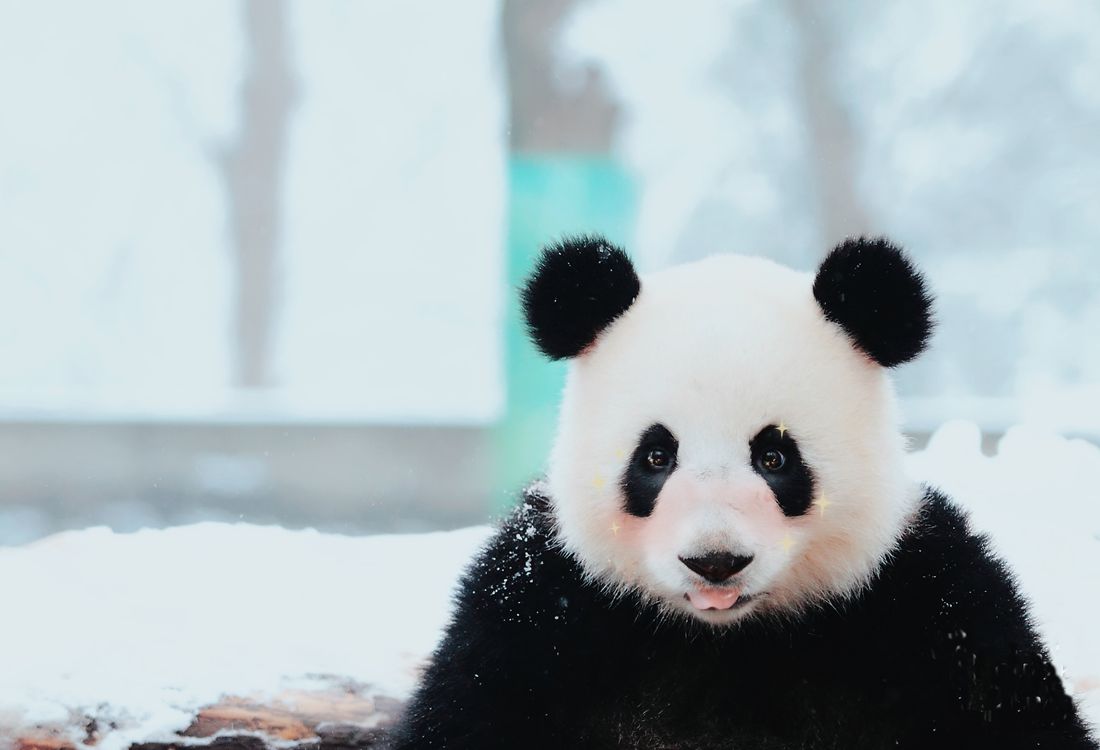 cute animals made even cuter with selfie beauty apps