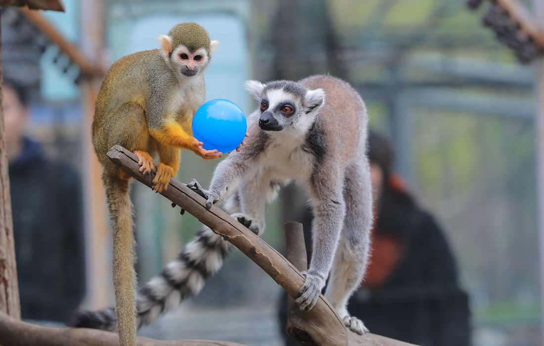 Animals love playing ball too! Global Times