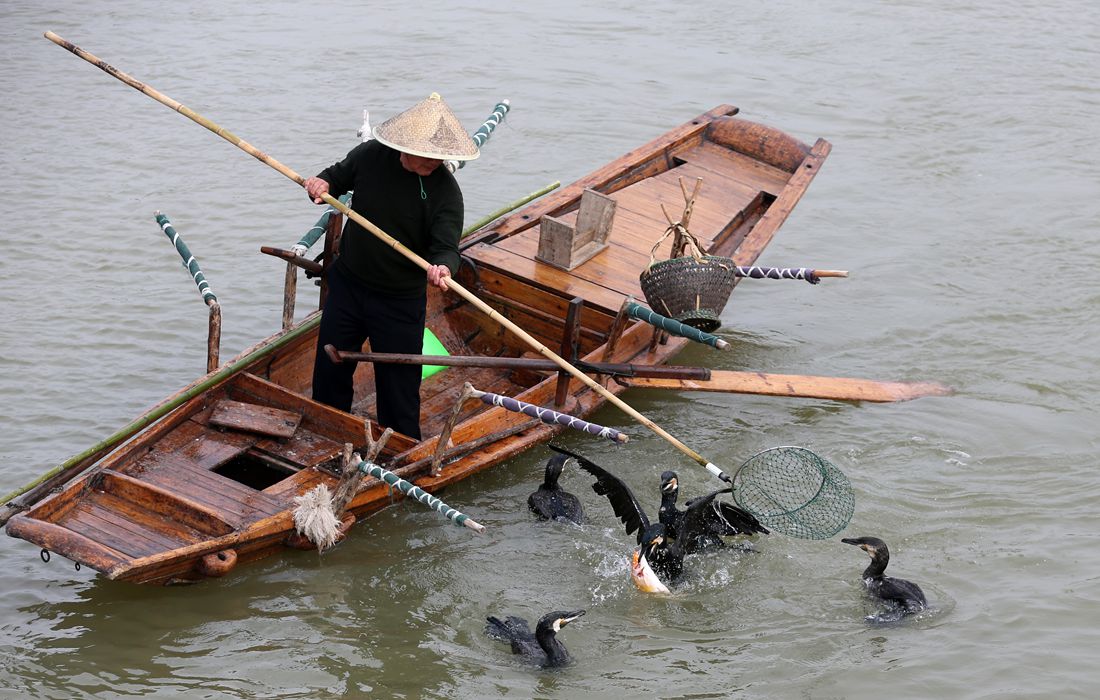 cormorant fishing show marks cherry blossom festival