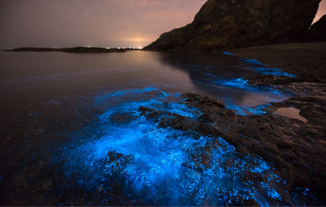 Natural phenomenon lights up the night sea at China’s Dalian - Global Times