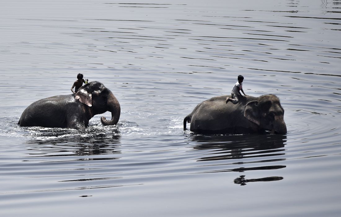Elephants cool off as heat wave continues in India’s New Delhi Global