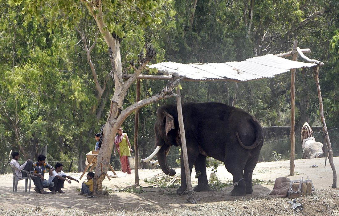 Elephants cool off as heat wave continues in India’s New Delhi Global