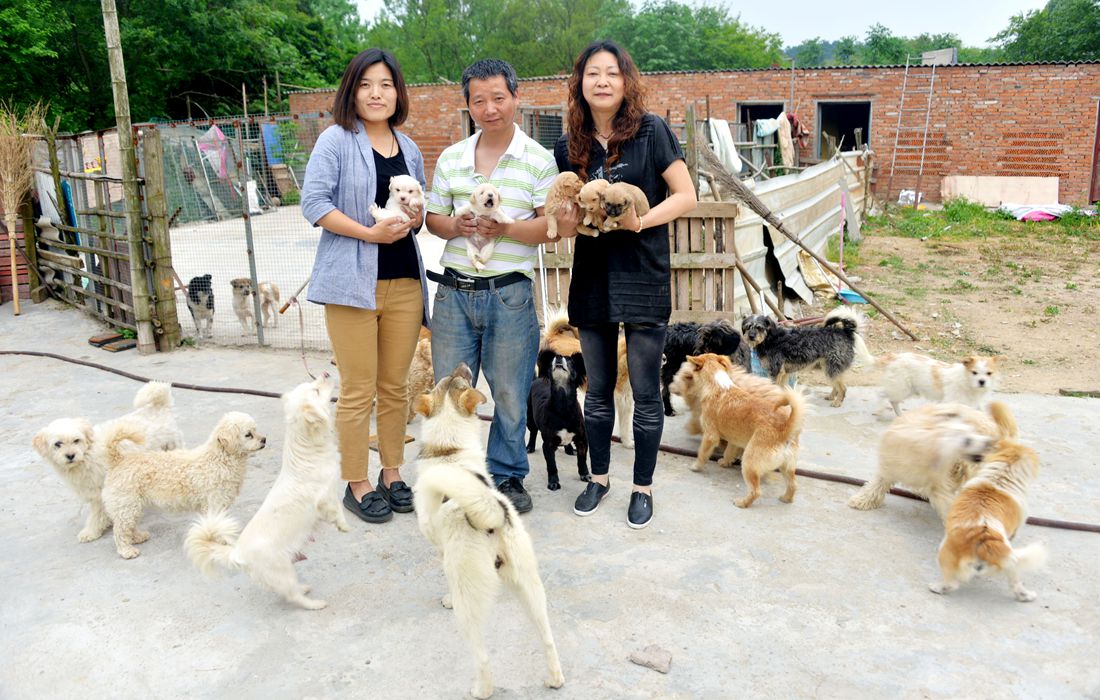 Animal charity rescues more than 60 stray dogs in China’s Anhui