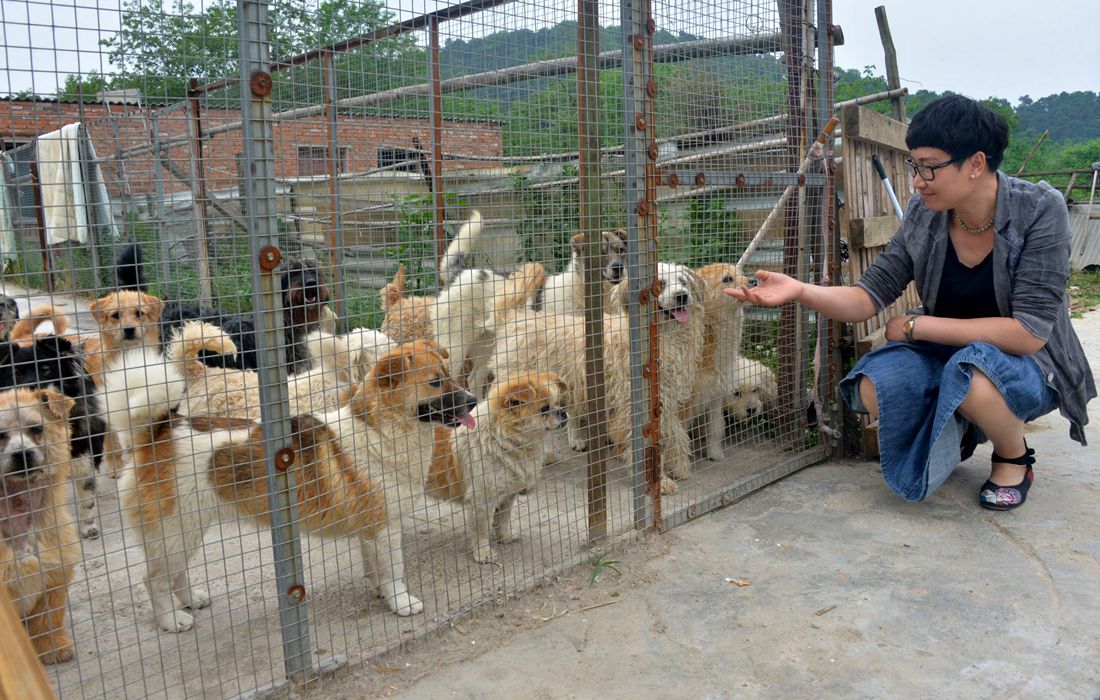 Animal Charity Rescues More Than 60 Stray Dogs In China s Anhui 