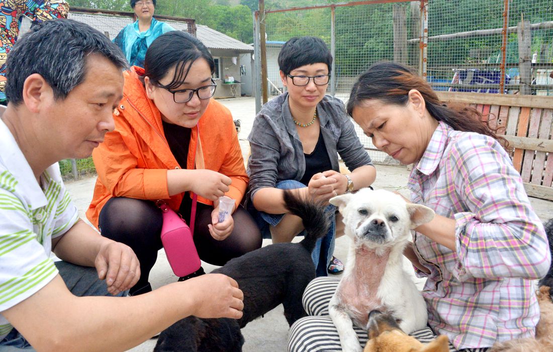 Animal Charity Rescues More Than 60 Stray Dogs In China s Anhui 