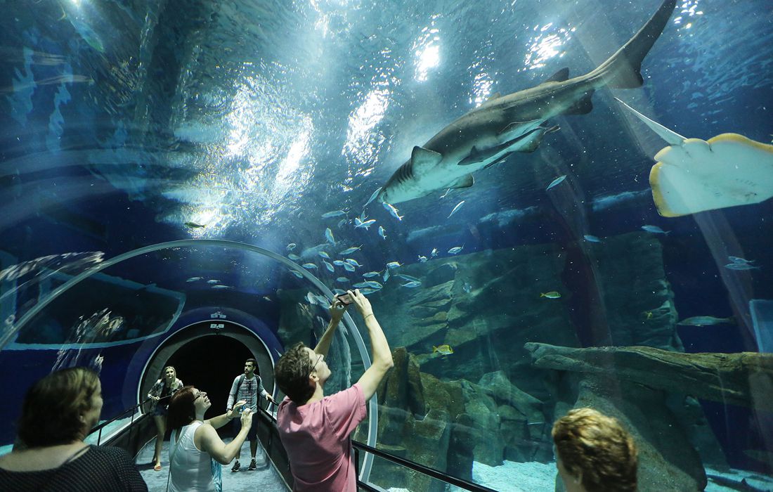 Rio's new aquarium to open in November 2017 Global Times