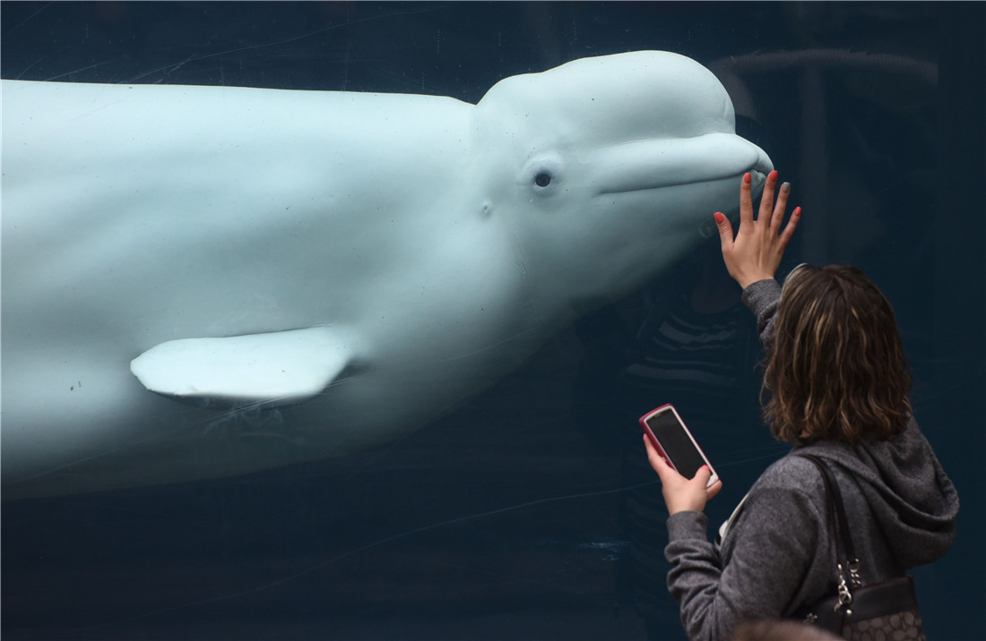 Visitors interact with beluga whale in US aquarium Global Times