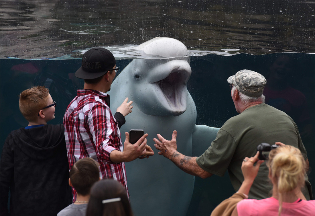 Visitors interact with beluga whale in US aquarium Global Times
