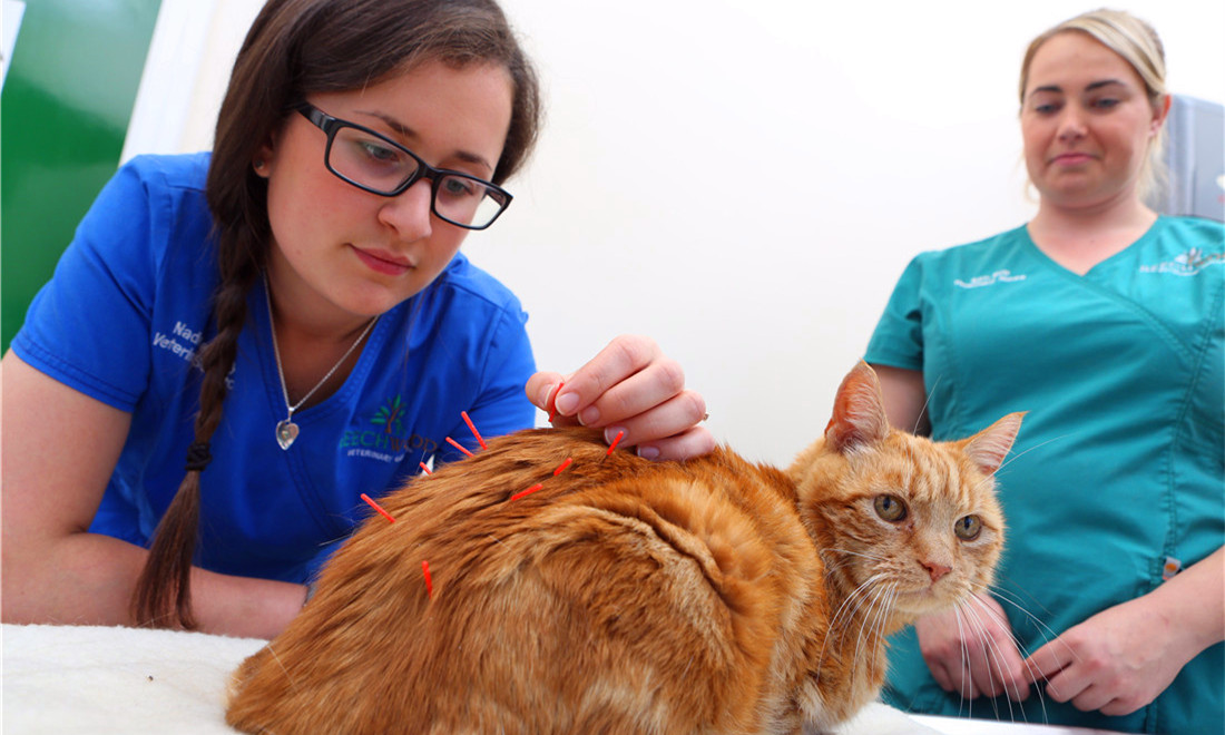 Acupuncture for animals Global Times
