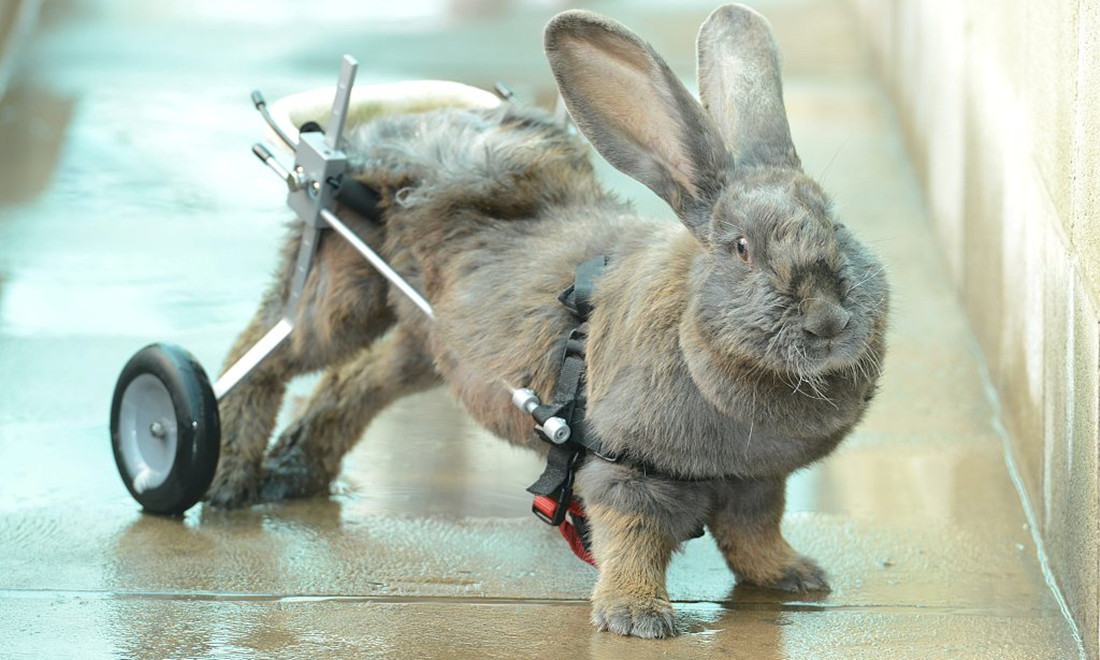 Heartwarming and creative inventions for pets Global Times