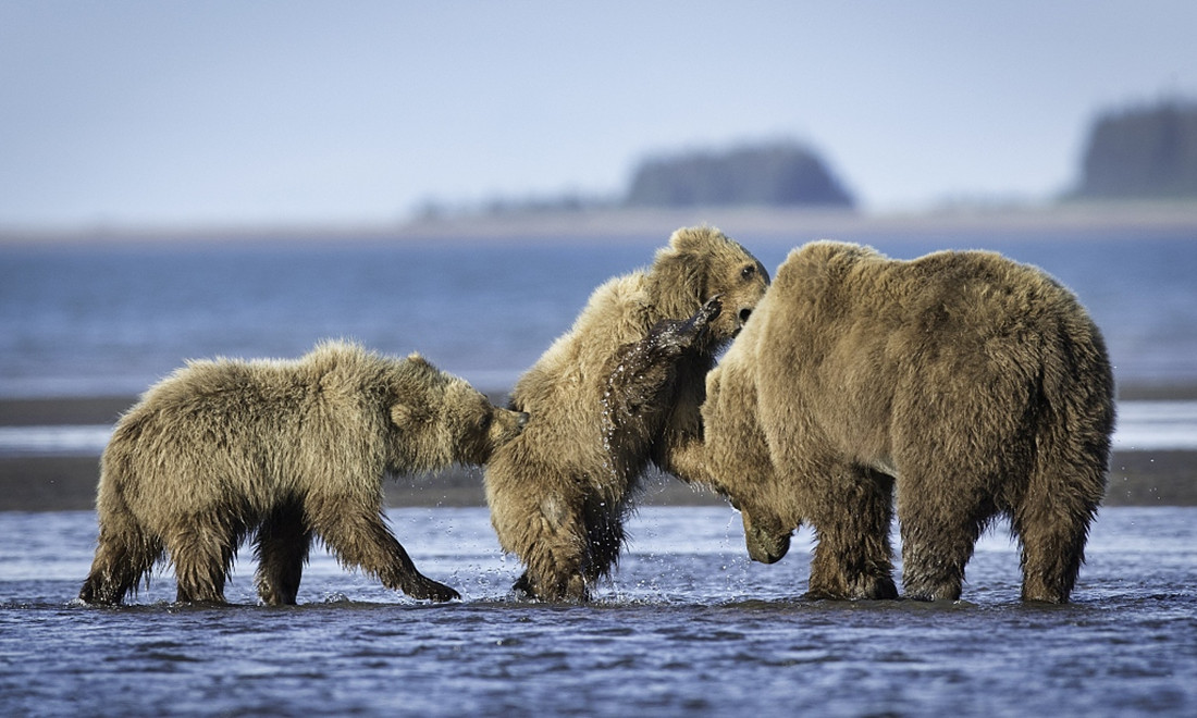 Bear bottoms at an Alaskan beach - Global Times