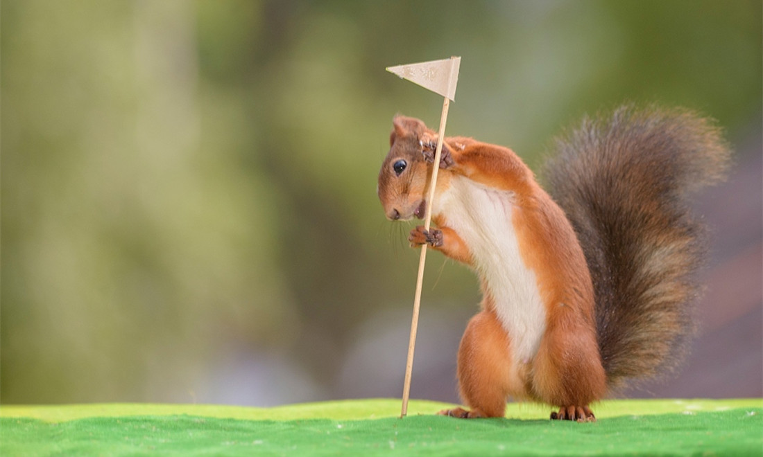 Crazy cute squirrel plays golf with tiny club set Global Times